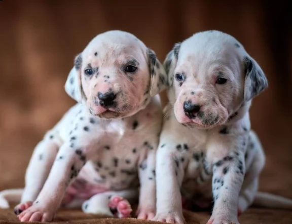 cucciolo dalmata 