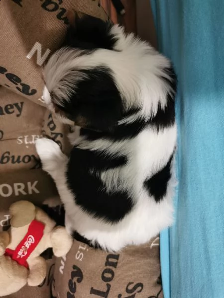 alla ricerca di una nuova famiglia... biewer terrier cuccioli per adozione (taglia piccola