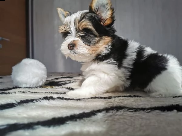 alla ricerca di una nuova famiglia... biewer terrier cuccioli per adozione (taglia piccola | Foto 0