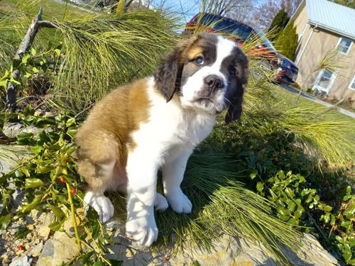 regalo adorabili cuccioli  san bernardo  femminucce e maschietti gratuita 