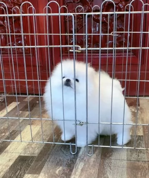 cuccioli spitz pomerania da genitori toy