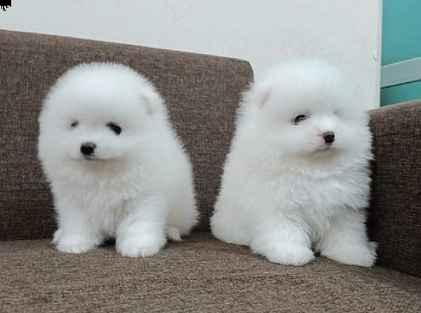 cuccioli di pomerania nani
