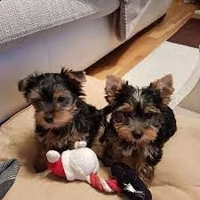 cuccioli di yorkshire terrier disponibili per buone case.