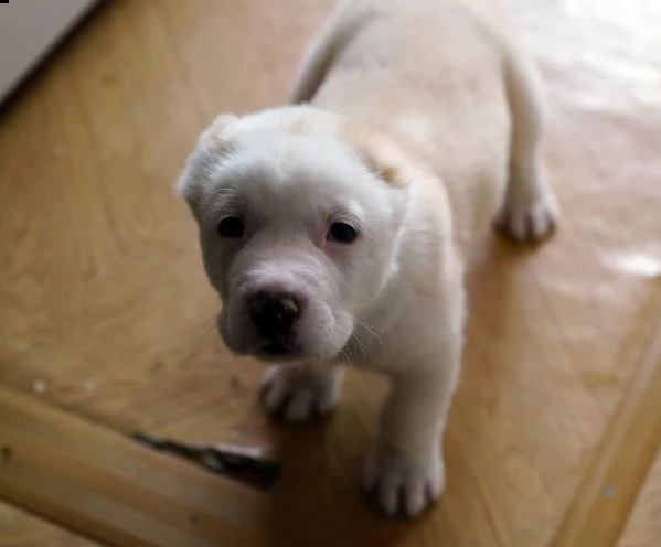 cuccioli pastore asia centrale | Foto 0