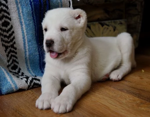 cuccioli pastore asia centrale