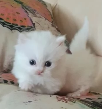 bellissimi di munchkin di razza pura