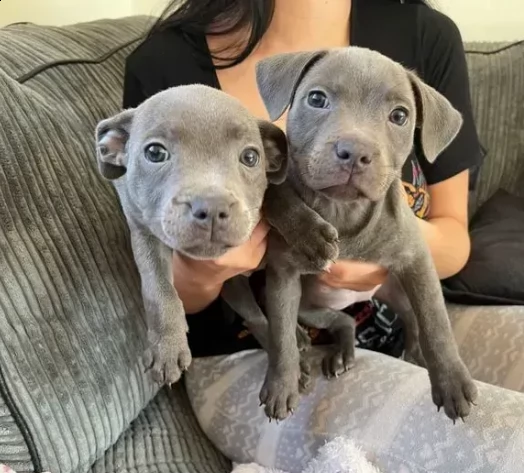 cuccioli di staffordshire bull terrier