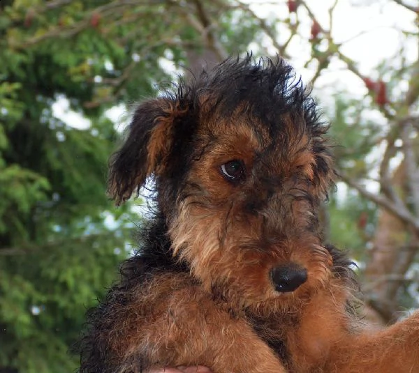 cuccioli di airadale terrier | Foto 1