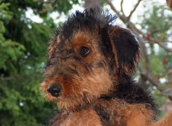 cuccioli di airadale terrier | Foto 0