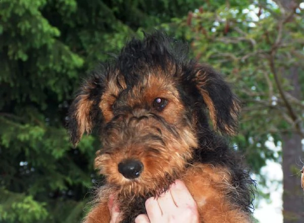 cuccioli di airadale terrier