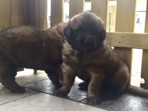 ultimi cuccioli leonberger disponibili | Foto 0