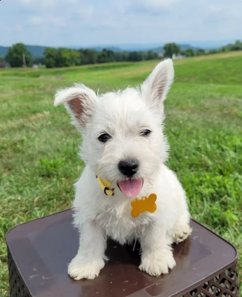 regalo adorabili cuccioli  west highland terrier bianco femminucce e maschietti disponibili 