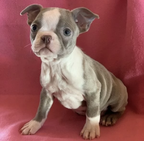regalo adorabili cuccioli  boston terrier femminucce e maschietti disponibili gratuita