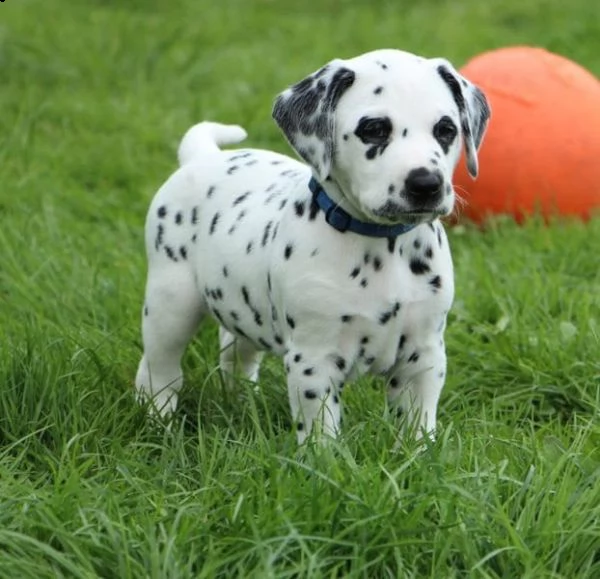 disponibili cuccioli dalmata con pedigree