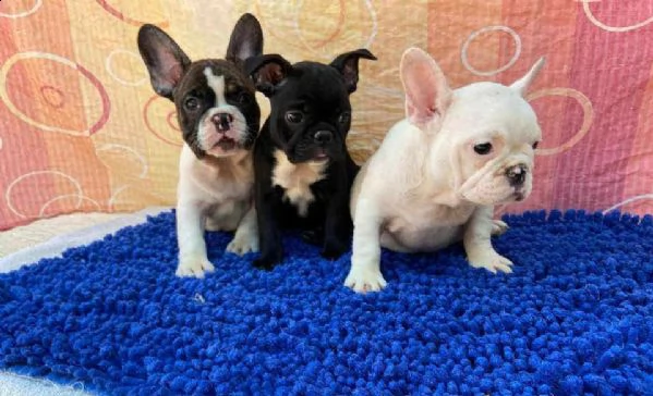 assicurazione bulldog francese