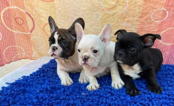 assicurazione bulldog francese | Foto 0
