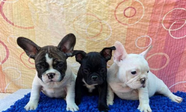vendo splendidi cuccioli di bulldog francese | Foto 0