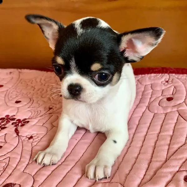 simpatici cuccioli pronti per l'adozione | Foto 2