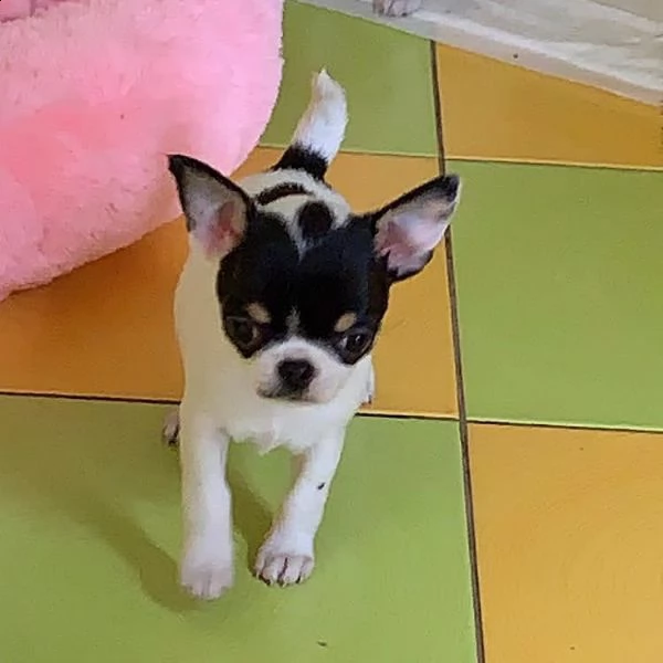simpatici cuccioli pronti per l'adozione | Foto 0