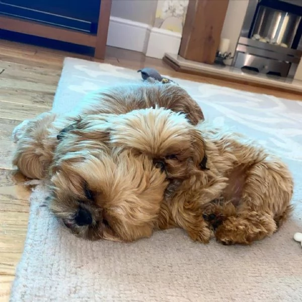 simpatici cuccioli pronti per l'adozione