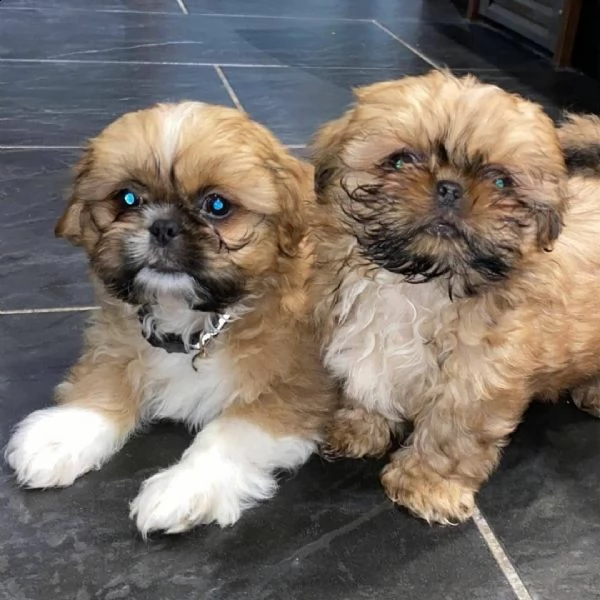 simpatici cuccioli pronti per l'adozione | Foto 0