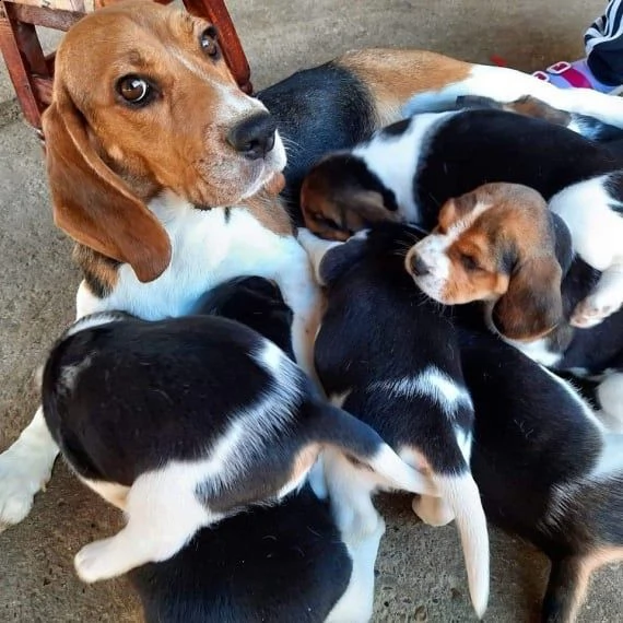 simpatici cuccioli pronti per l'adozione