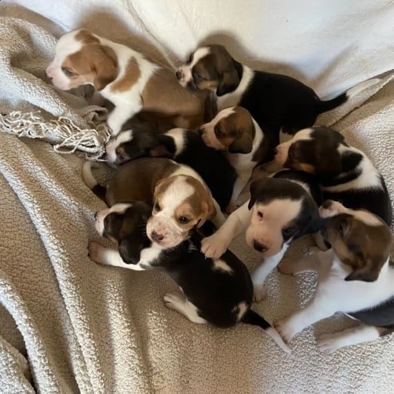 simpatici cuccioli pronti per l'adozione | Foto 0