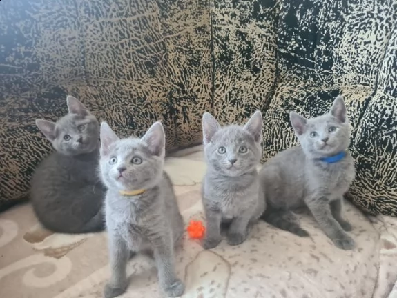 blu di russia di razza pura