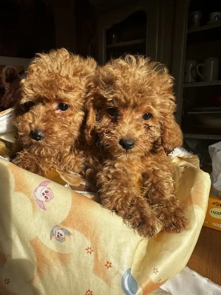 Cuccioli Barbone futura taglia piccola  | Foto 7