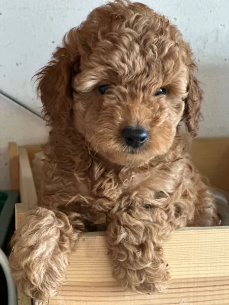 Cuccioli Barbone futura taglia piccola  | Foto 6