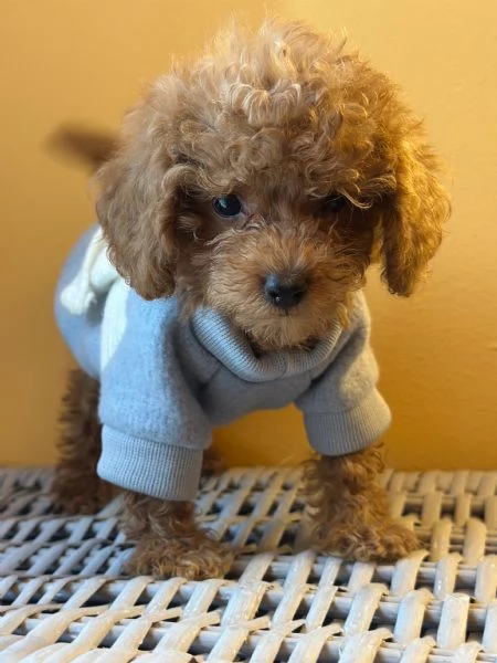 Cuccioli Barbone futura taglia piccola  | Foto 4