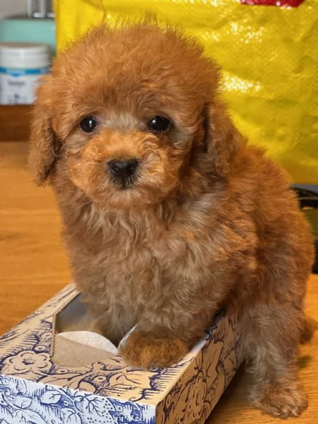 Cuccioli Barbone futura taglia piccola  | Foto 3