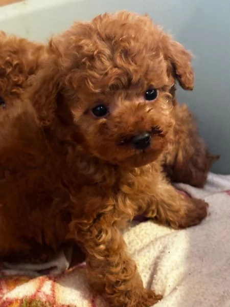 Cuccioli Barbone futura taglia piccola 