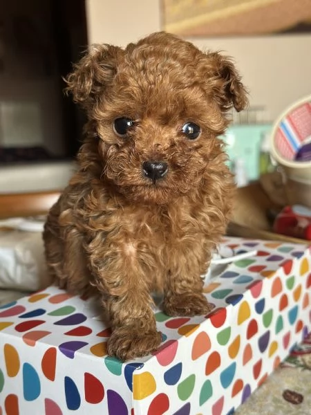 Cuccioli Barbone futura taglia piccola 