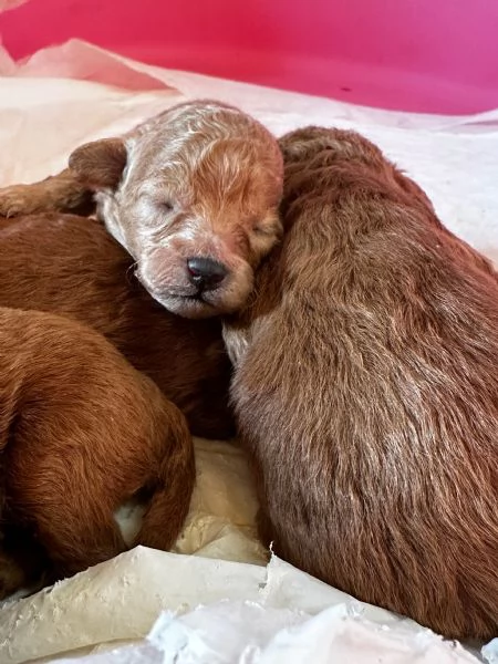 Cuccioli Barbone futura taglia piccola  | Foto 1