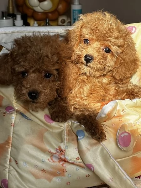 Cuccioli Barbone futura taglia piccola 