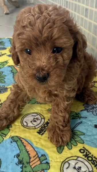 Cuccioli barboncini toy color fulvo  | Foto 6