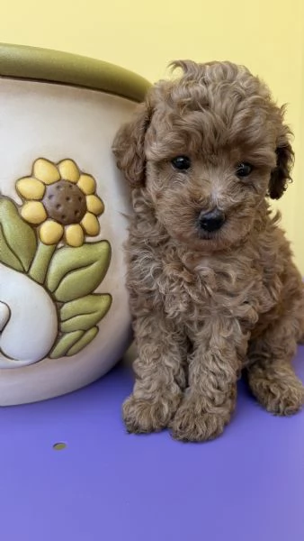 Cuccioli barboncini toy color fulvo  | Foto 5