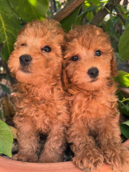 Cuccioli barboncini toy color fulvo  | Foto 4