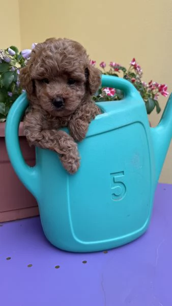 Cuccioli barboncini toy color fulvo  | Foto 3