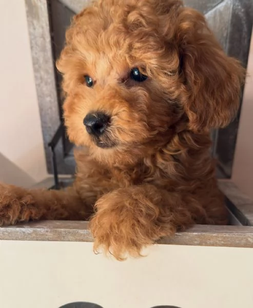 Cuccioli barboncini toy color fulvo 