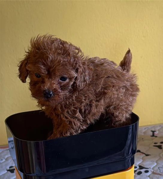Cuccioli barboncini toy color fulvo  | Foto 1