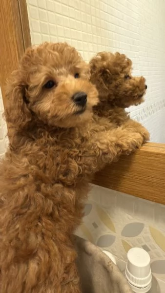Cuccioli barboncini toy color fulvo  | Foto 0