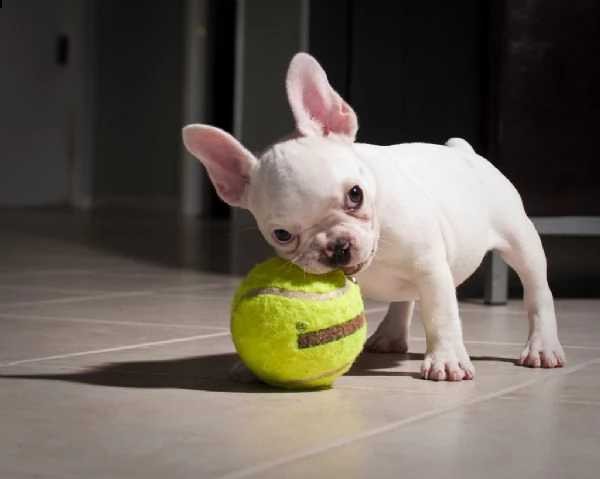 vendo splendidi cuccioli di bulldog francese | Foto 2