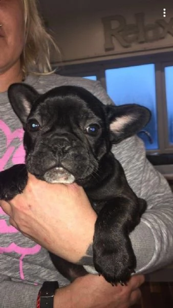 vendo splendidi cuccioli di bulldog francese