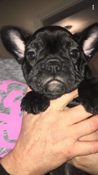 vendo splendidi cuccioli di bulldog francese | Foto 0