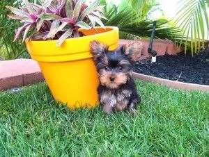 yorkie-poo puppies | Foto 1