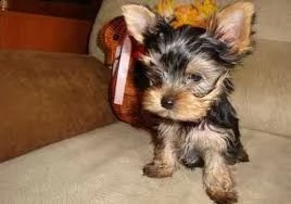 yorkie-poo puppies