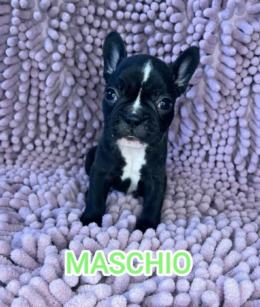 Cuccioli bulldog francese pedigree ENCI | Foto 4