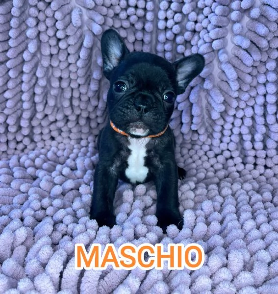 Cuccioli bulldog francese pedigree ENCI | Foto 3